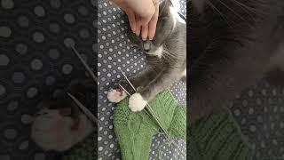 когда кот отобрал спицы и пряжу #cat #catvideos