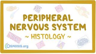 Peripheral nervous system Histology