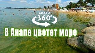 Цветет море в Анапе  — Видео 360 градусов