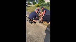 WATCH Ohio firefighters rescue fawn from a storm sewer
