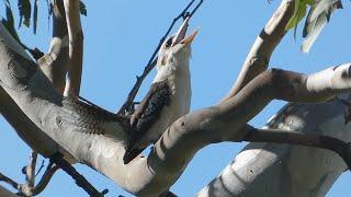 Laughing Kookaburras Dacelo novaeguineae in Perth WA