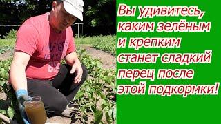 Подкормка сладкого перца после высадки которая творит чудеса