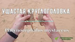 Ушастая круглоголовка Phrynocephalus mystaceus