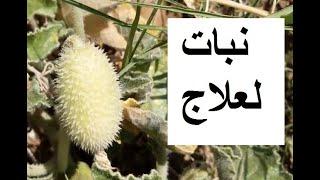 نبات عجيب لعلاج اليرقان