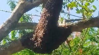 Sesuai adat masang jebakan lebah liar agar mudah dihuni ternyata ada tanda di alam.