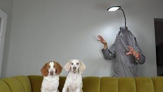 Light Head In Real Life vs Dogs Prank Funny Dogs Maymo & Potpie Meet Light Head