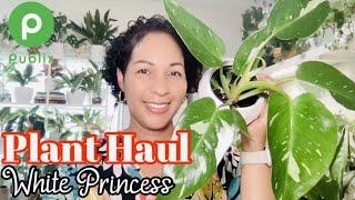 Plant Haul  Philodendron White Princess  Publix Supermarket Find