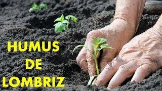 ¿Que es el Humus de Lombriz?  Beneficios y Propiedades