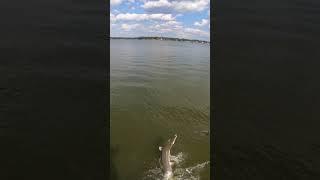 Alligator Gar Lake Monster