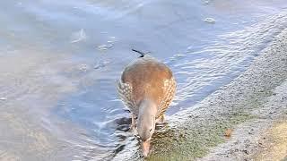 Female Mandarin Duck