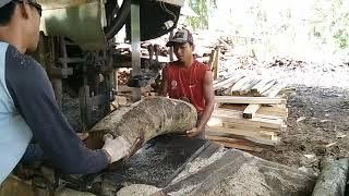 belum banyak yang tau  kayu albasiah sedang naik daun  inilah proses pengolahan kayu albasiah