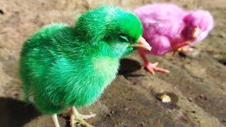 Bikin gemes... anak ayam warna warni lucu mencari makan anak ayam pelangi ayam rainbow warna warni