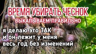 ВСЁ ПРО УБОРКУ И ХРАНЕНИЕ ЧЕСНОКА чтобы ваш урожай пролежал год и не испортился.