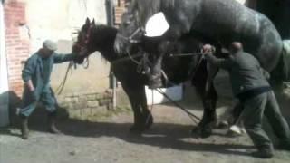 Horse Mating Huge Stallion