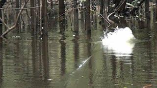 ATAQUES NA FLORESTA. Pescaria de Tucunaré Açu Rio Juma Amazônia. #3