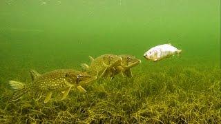 Underwater experiment Will Pike eat zombie fish? Attacks on Zombait - robot fishing lure.