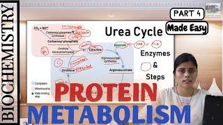 Biochemistry  Protein Metabolism  Urea Cycle  Made Easy by Dr. Apeksha Niraula  BPKIHS  Part 4