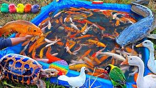 Menangkap ikan hias warna warni ikan lele kura-kura ikan koi ikan cupang ikan mas bebek.part682