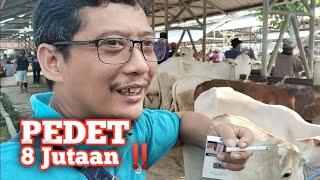 PEDET JANTAN HARGA 8 JUTAAN DI PASAR WAGE SIYONOHARJO GUNUNGKIDUL‼️PILIHAN BANYAK‼️@dunialembu