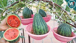 How to Grow Watermelon at home- Watermelon Hanging basket