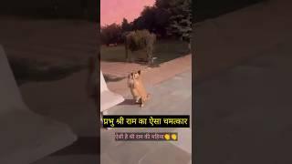 ram Bhajan karte doggy #shorts #shortsfeed #dog #doggie #hanumanjayanti #ramlala #shriram