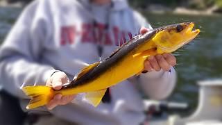 Fishing for a rare GOLD Walleye