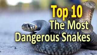 Top 10 Most #Dangerous #Snakes Around the World