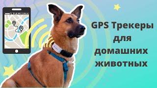 GPS Трекеры для собак и кошек. Как выбрать? Честный обзор