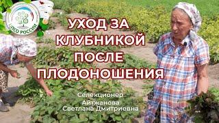 Уход за клубникой после сбора урожая. Клубника земляника после плодоношения.