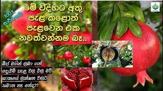 Pomegranate air layering propagation  දෙළුම් අතු පැළ කිරීම  Sinhala