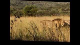 Lions Battle - Lions Protecting Mother