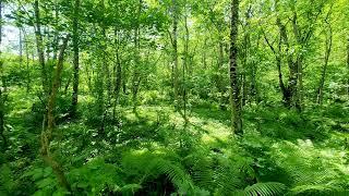 The Sound of Forests Birds Chirping beautiful Natural Sounds for Sleeping ASMR