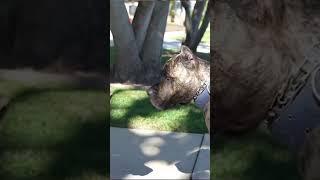 En Detaylı Irk Videoları .Presa canario ırk videosunu izlediniz mi? #shorts #short #presacanario