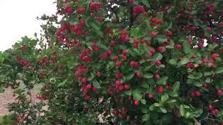 Red Berry Fruit Plants @ Adilabad Jail