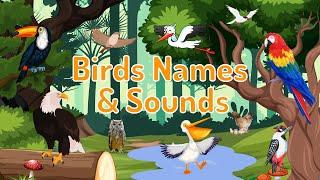 Birds Names and Sounds - Learn Bird Names with Pictures  For Kids & Toddlers Learning  Preschool