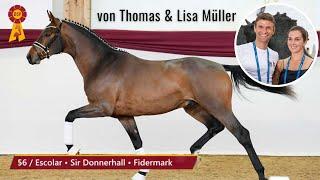 Hengst von Thomas & Lisa Müller   Escolar x Sir Donnerhall  DSP Hengsttage in München