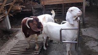 Kambing Boer F1 Betina Jumbo Harga 35 Juta di Boerkah Jaya Farm Blitar