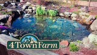 Koi Pond at Four Town Farm Seekonk Massachusetts