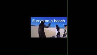 Furries on the beach