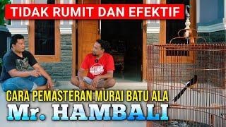 Cara Pemasteran Murai Batu dengan hasil yang maksimal ala Mr. Hambali