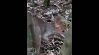 Pademelon in the rainforest   #shorts