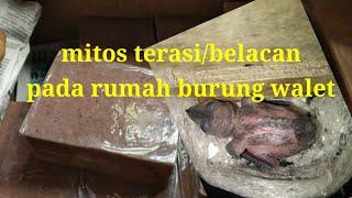 mitos terasibelacan pada rumah burung walet RBW