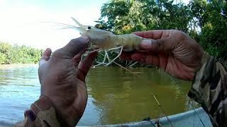 Mancing udang galah