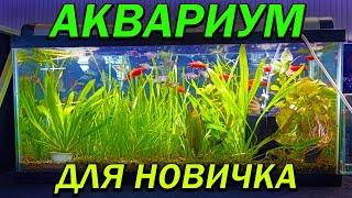 ИДЕАЛЬНЫЙ набор для НОВИЧКА в аквариумистике. Аквариумистика для начинающих