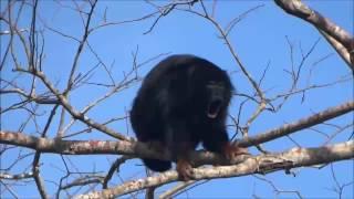 Vocalização de Alouatta belzebul o guariba-de-mãos-ruivas