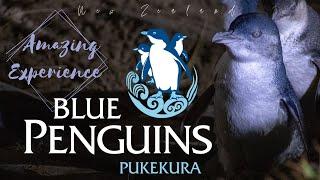Dunedin Discover Little Blue Penguins in a Magical Setting