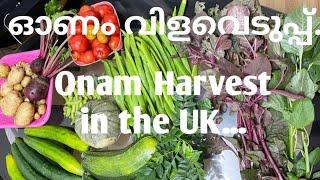 Onam Harvest from our Organic Vegetable Garden...സ്കോലൻഡിൽ നിന്നും ഒരു ഓണം വിളവെടുപ്പ്....