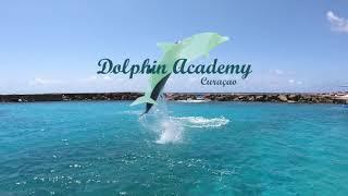 WERE BACK AGAIN  Dolphins surfing the waves #11