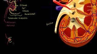Böbrek ve Nefron Biyoloji Sağlık Bilgisi ve Tıp