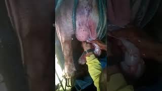 castrationmbilisang pagcastrate ng senior boar